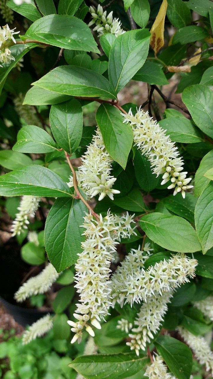 Cyrilla racemiflora flower
