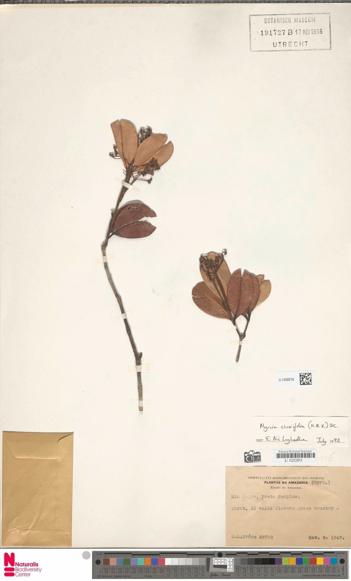 Myrcia clusiifolia — houseplant care guide