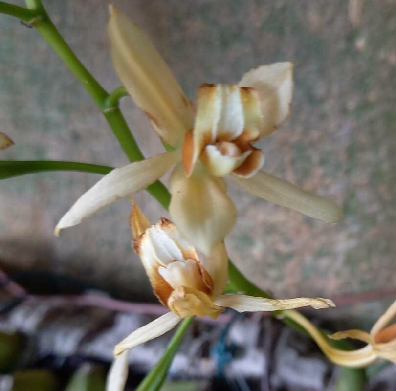 Coelogyne trinervis flower