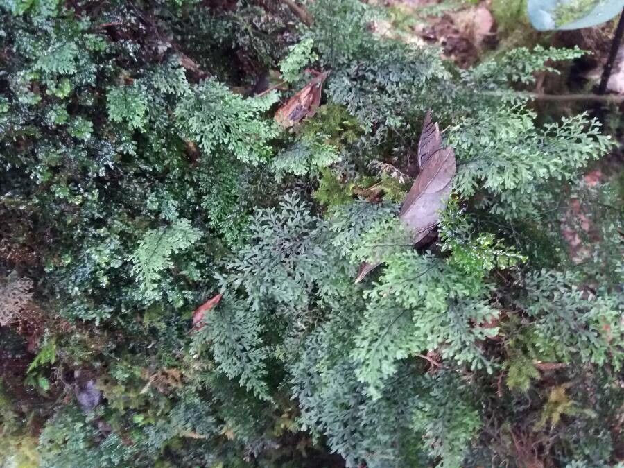 Hymenophyllum caudiculatum — houseplant care guide