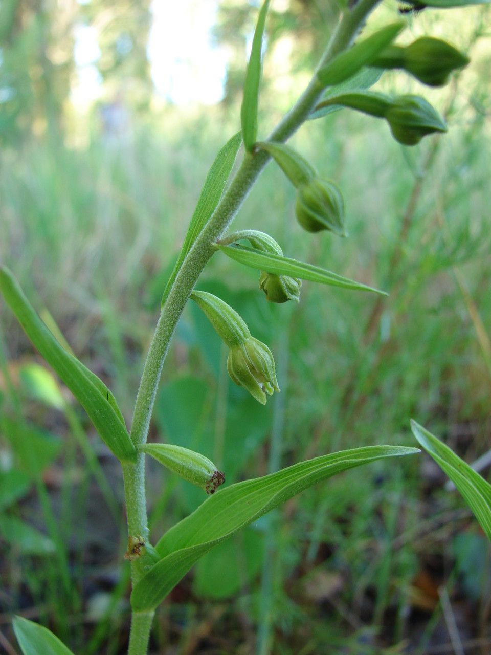 Epipactis rhodanensis fruit