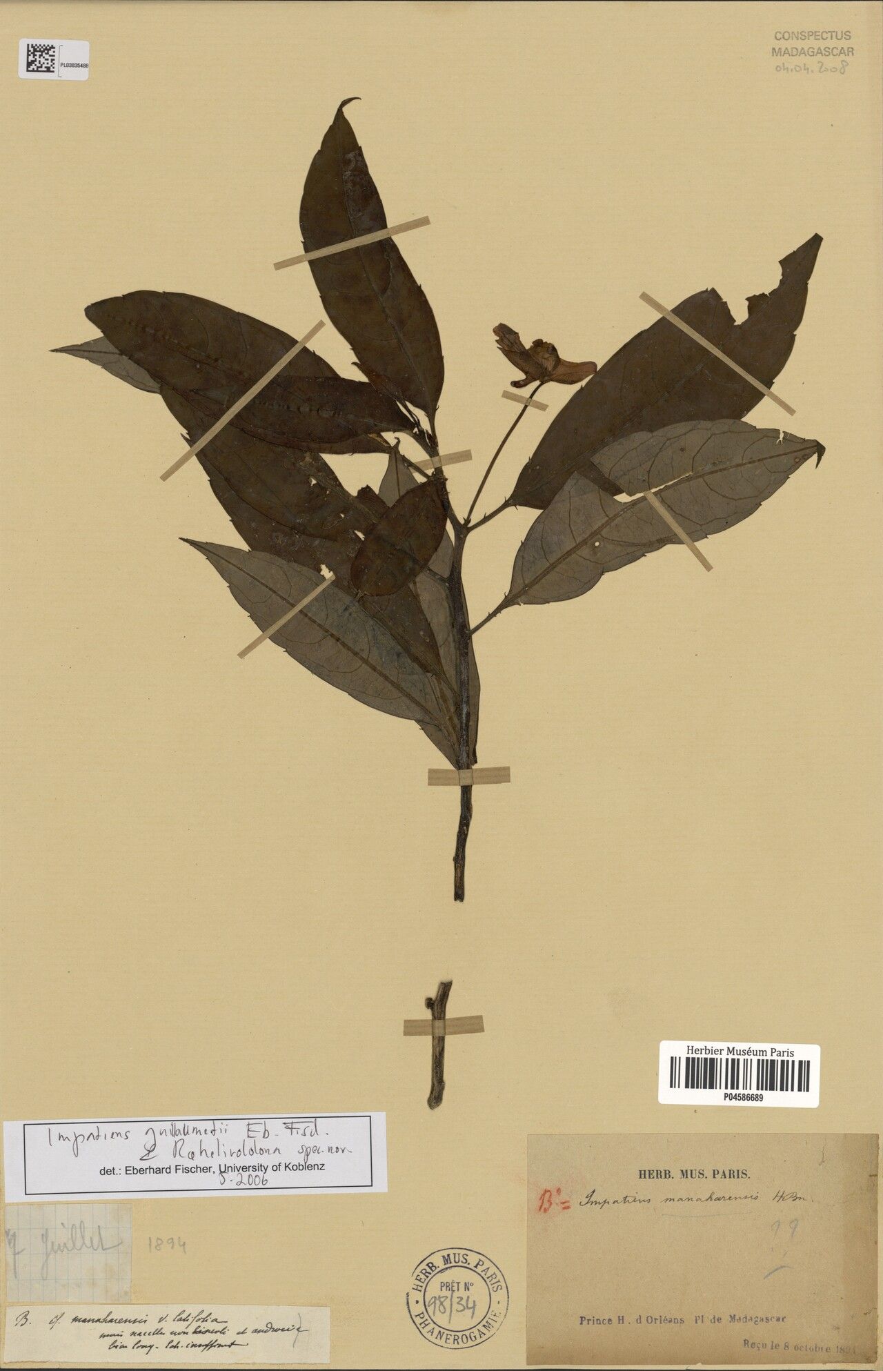 Impatiens guillaumetii — houseplant care guide