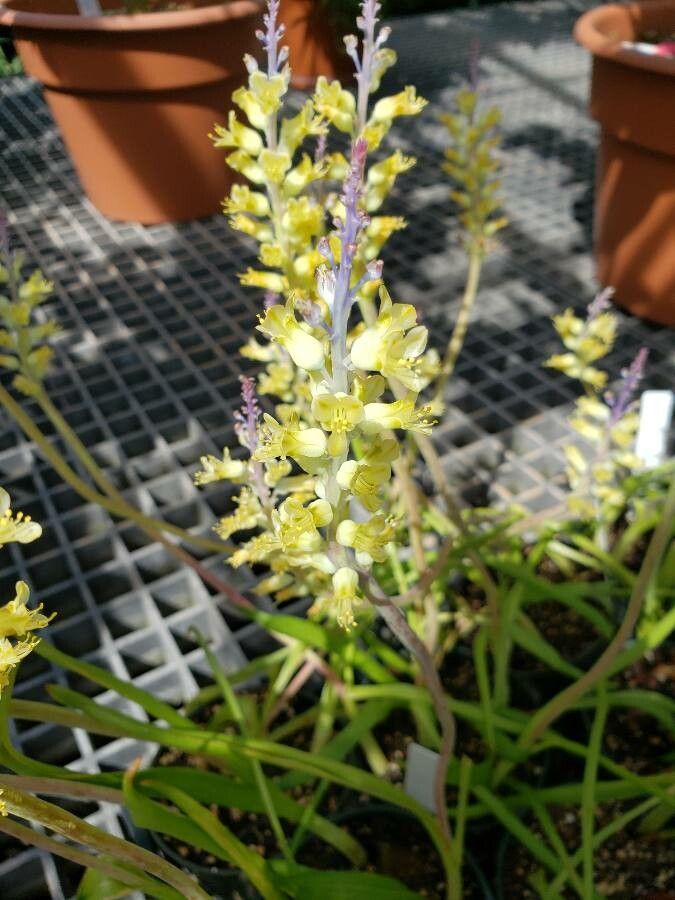 Lachenalia pallida — houseplant care guide