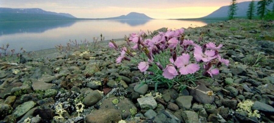 Dianthus subacaulis flower
