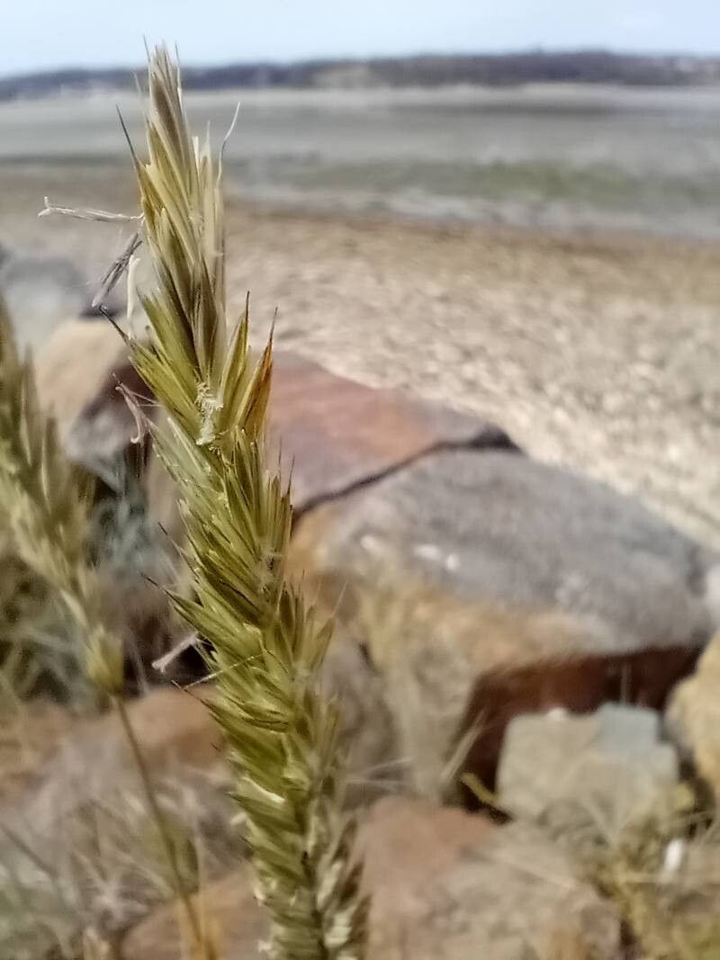 Elymus athericus flower