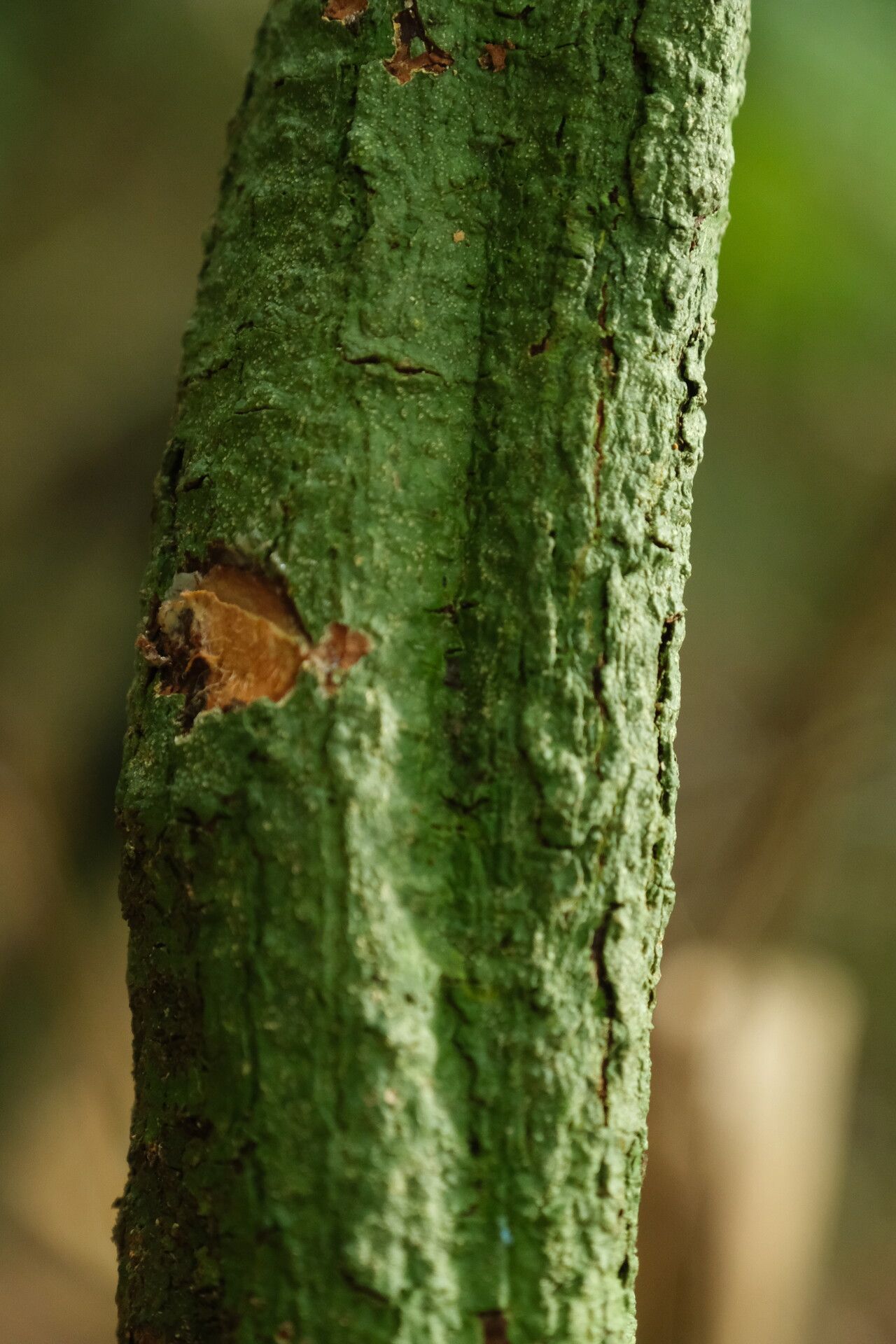 Ancylobothrys robusta bark