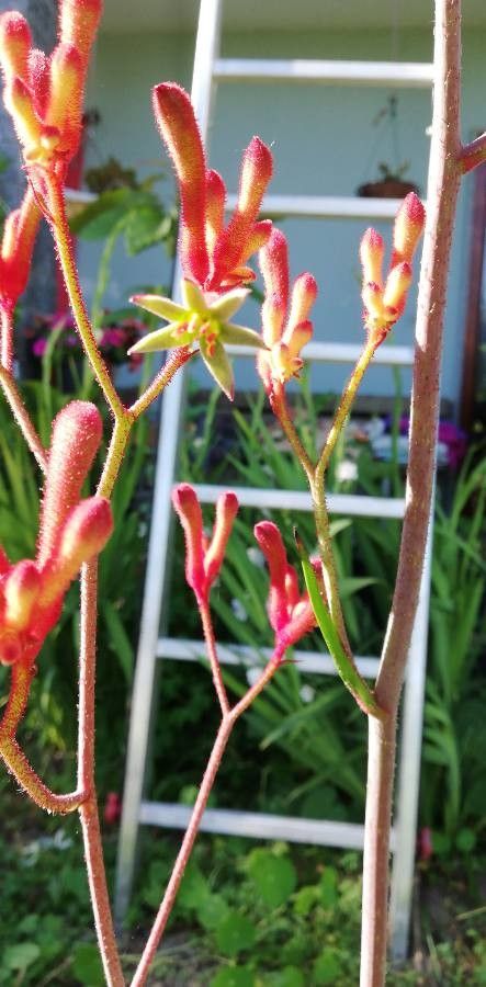 Anigozanthos viridis other