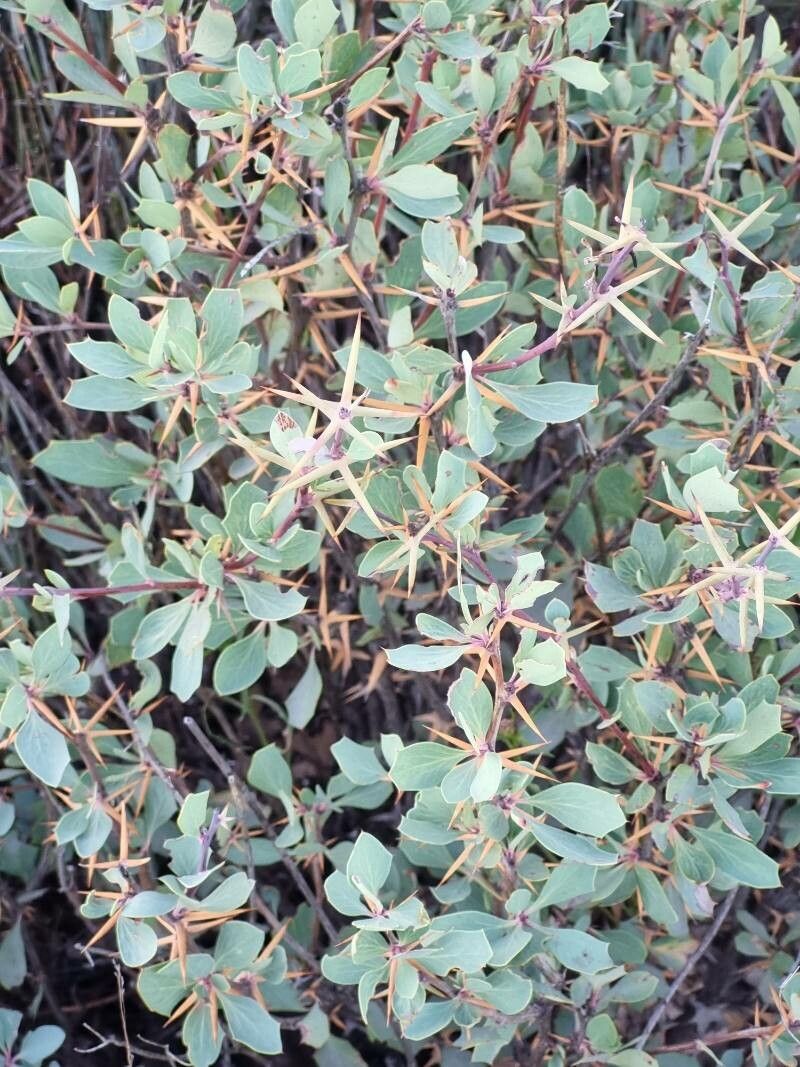 Berberis actinacantha