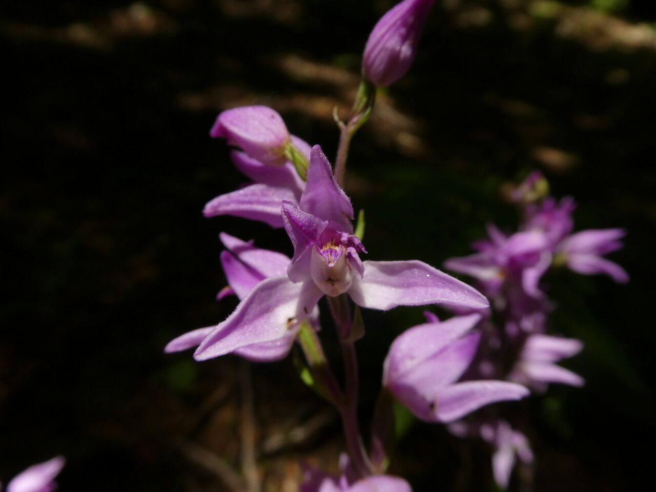 Cephalanthera rubra flower