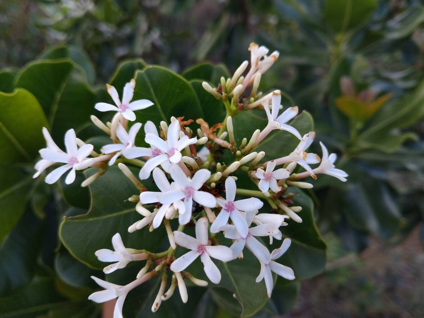 Ixora foliicalyx flower