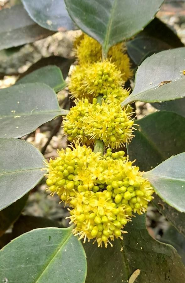 Ilex latifolia flower