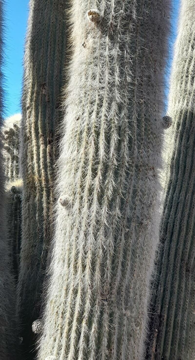 Leucostele atacamensis bark