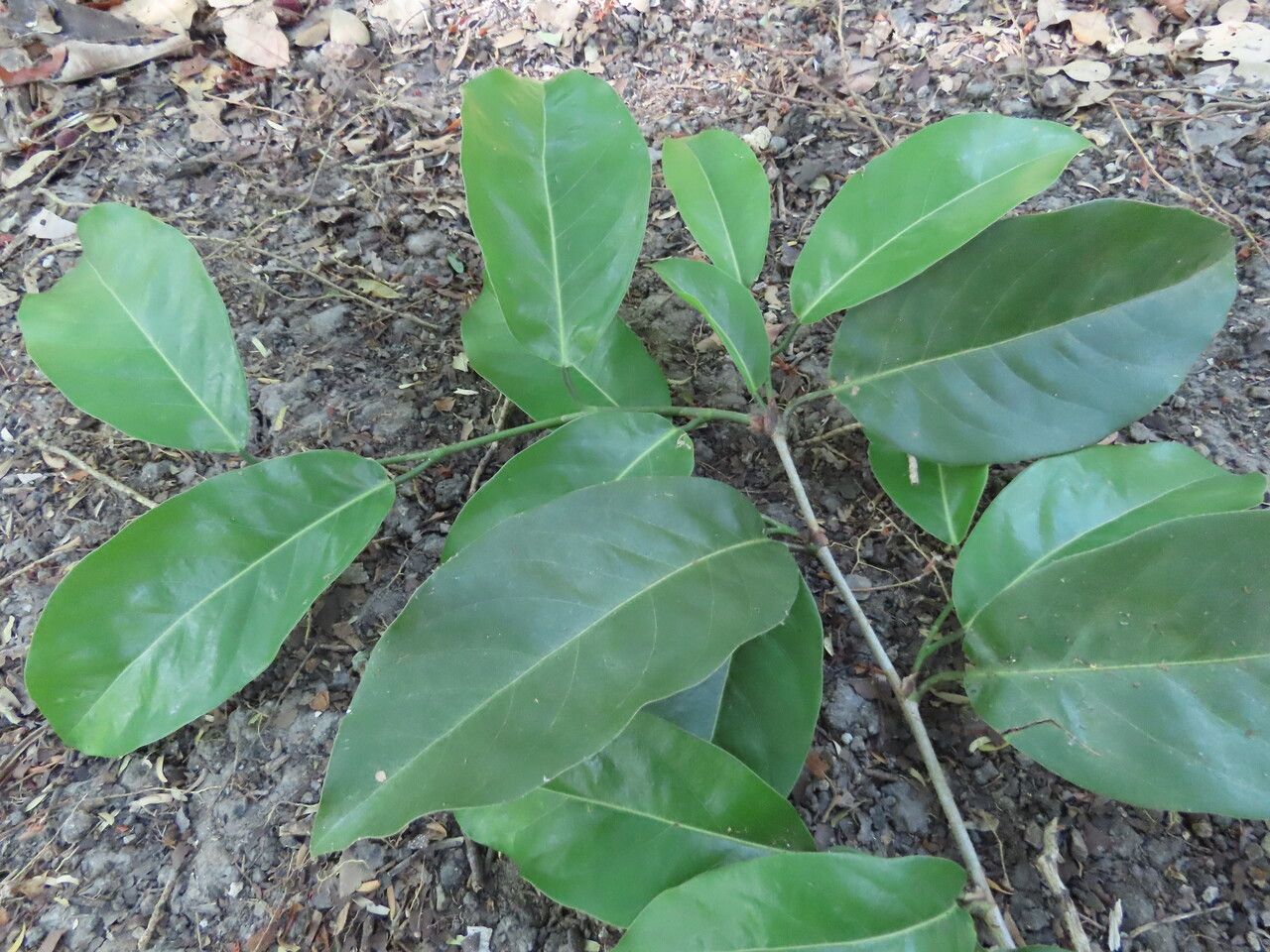 Coccoloba guanacastensis — houseplant care guide