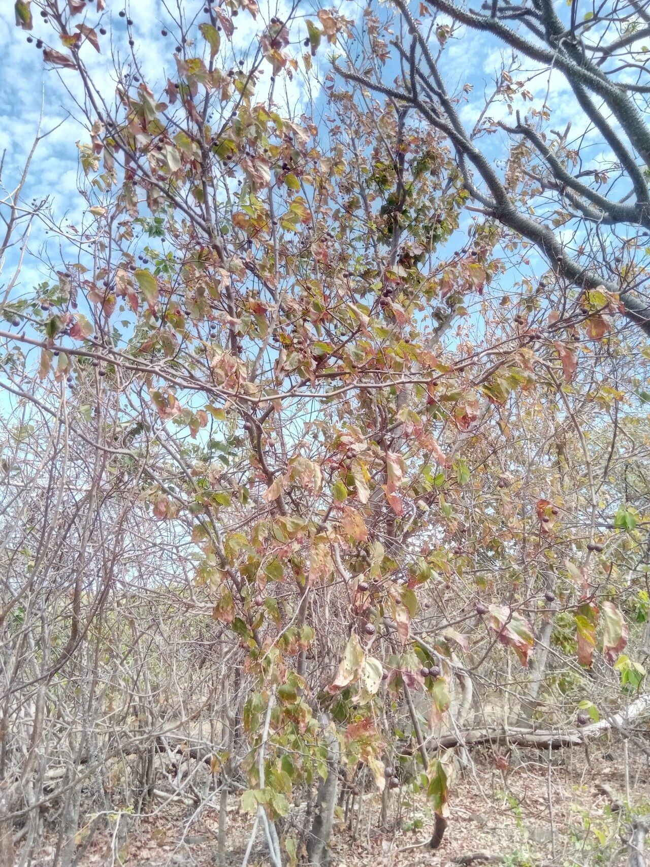 Grewia suarezensis habit