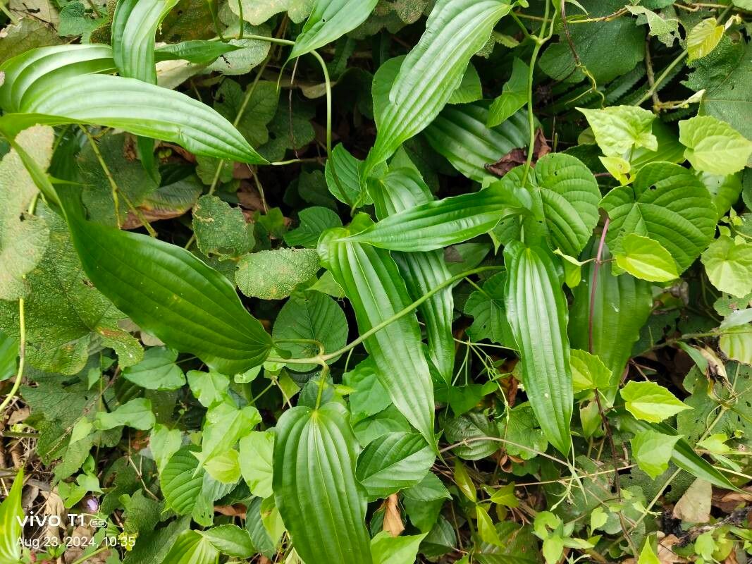 Stemona tuberosa leaf