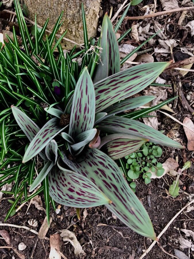 Tulipa greigii — search result for 'Tulipa'