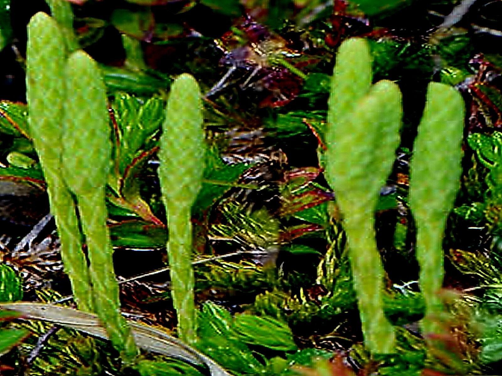 Lycopodium veitchii — search result for 'Lycopodium'