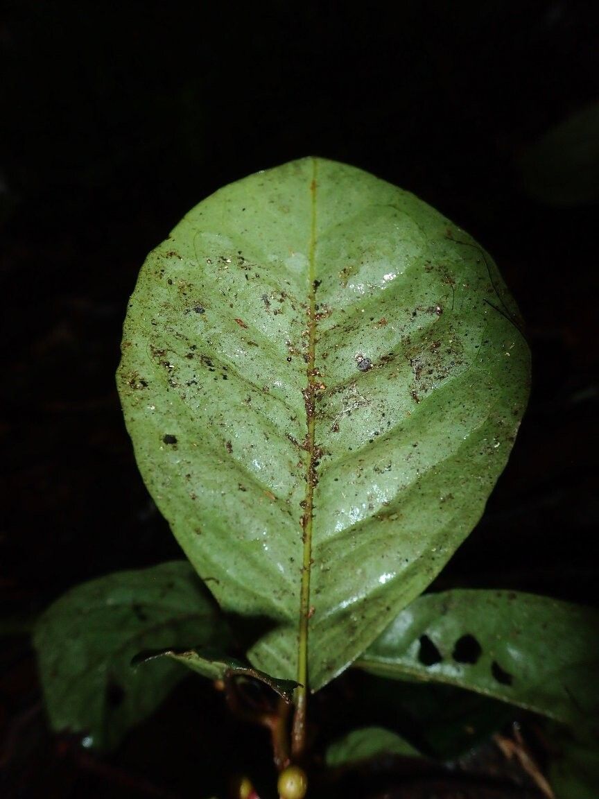 Ardisia sadebeckiana — houseplant care guide