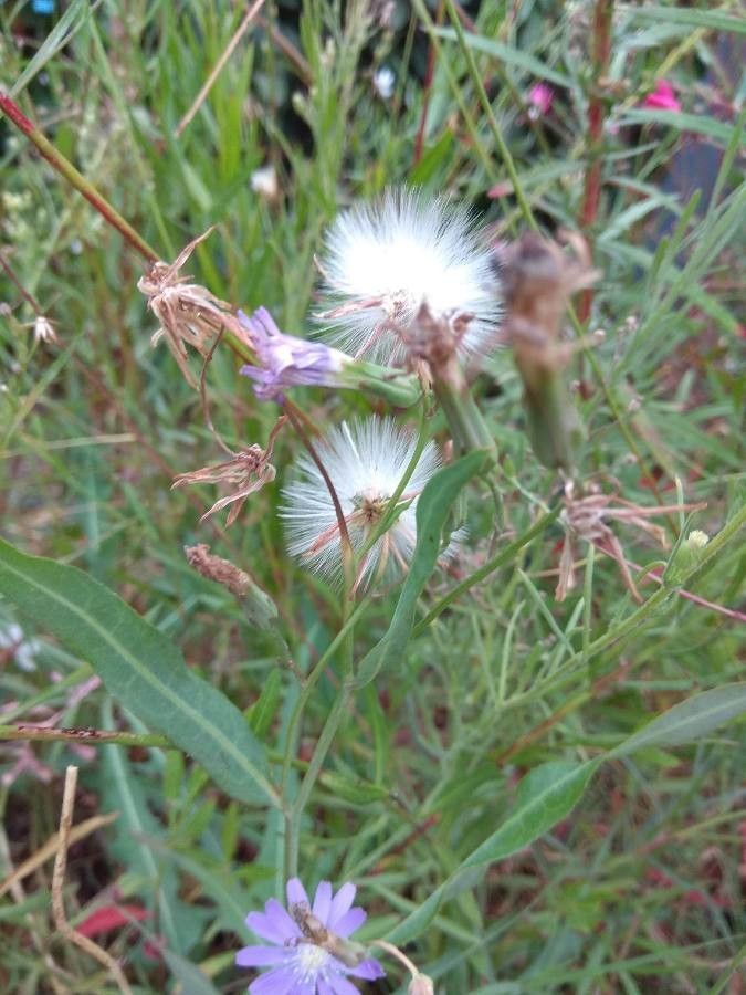 Lactuca tatarica fruit