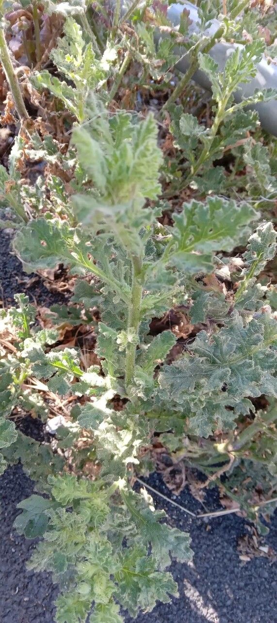 Senecio viscosus — search result for 'Senecio'