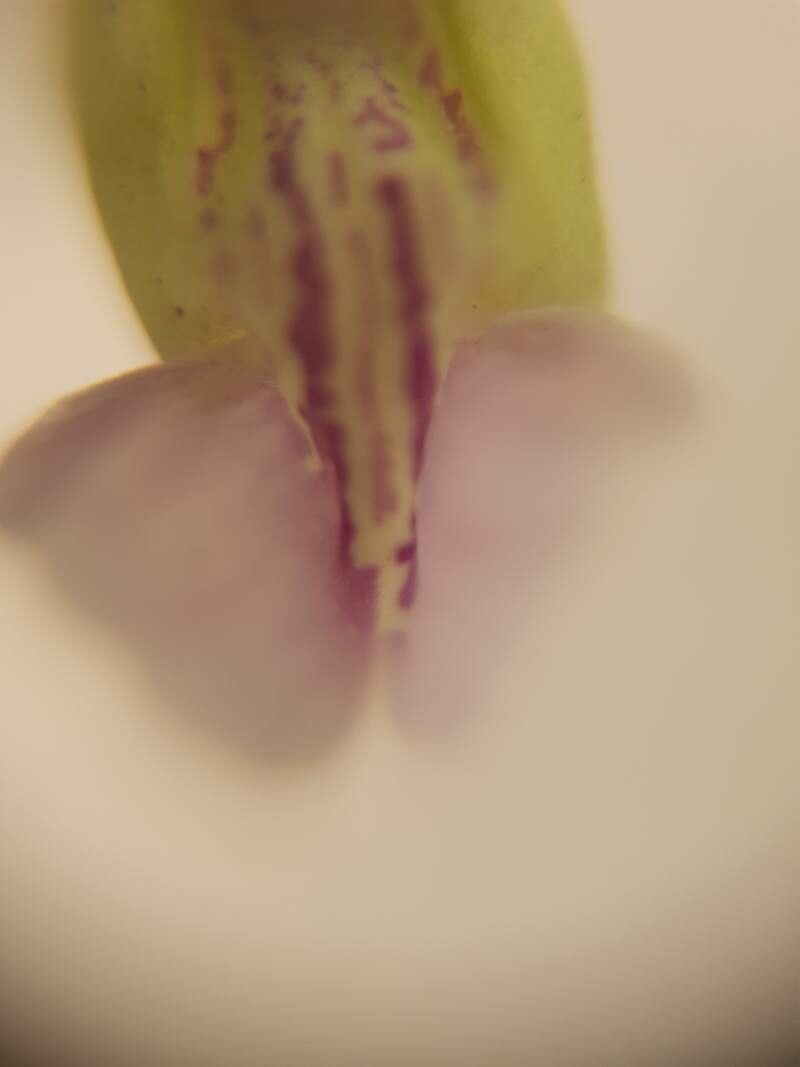 Anisomeles heyneana flower