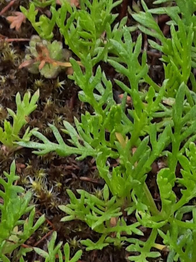Achillea atrata leaf