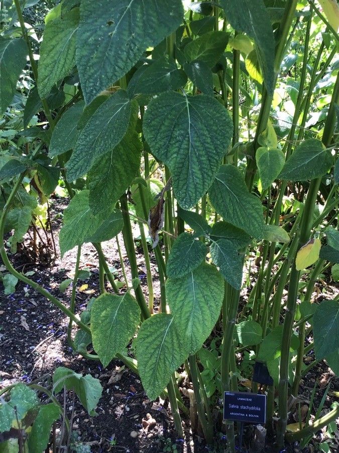 Salvia stachydifolia — houseplant care guide