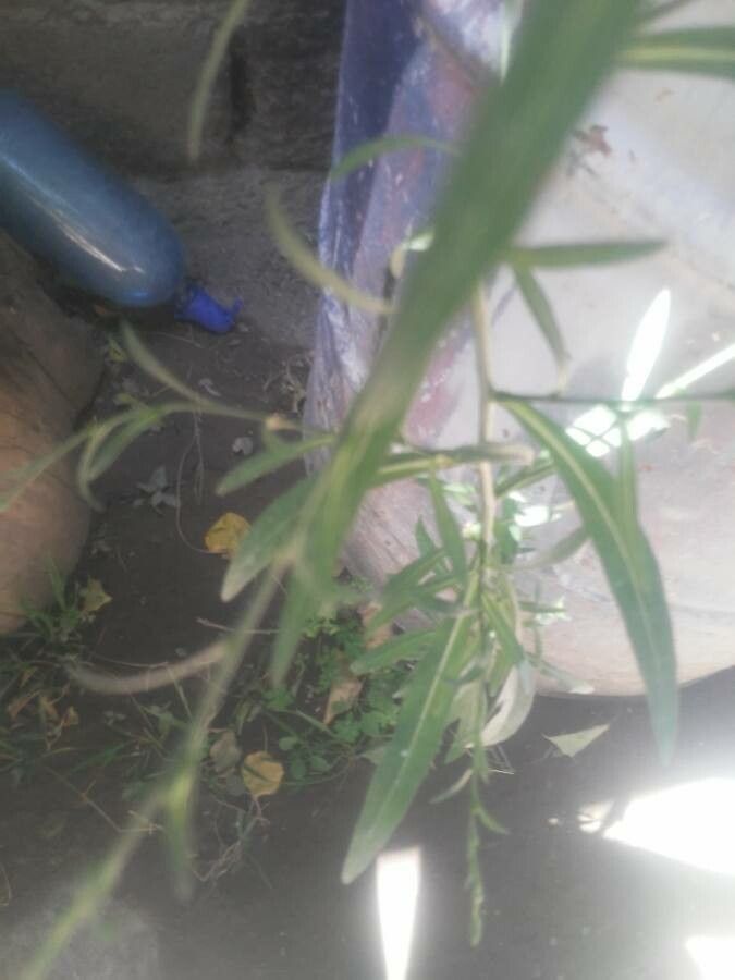 Aster subulatus leaf