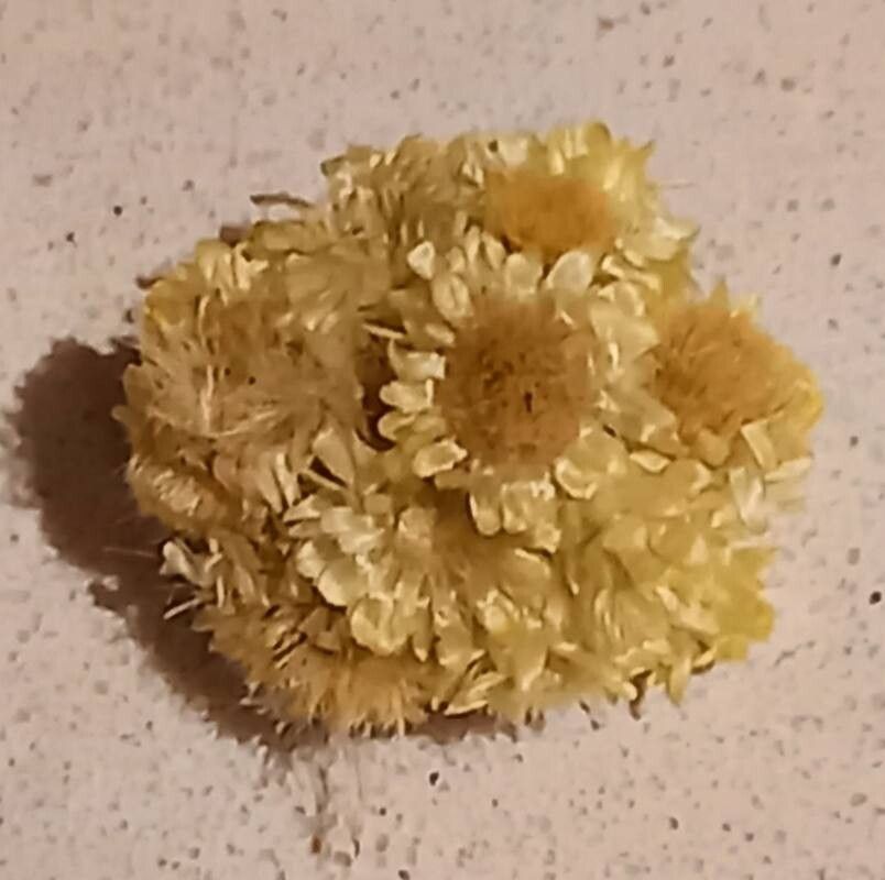 Helichrysum armenium — search result for 'Helichrysum'