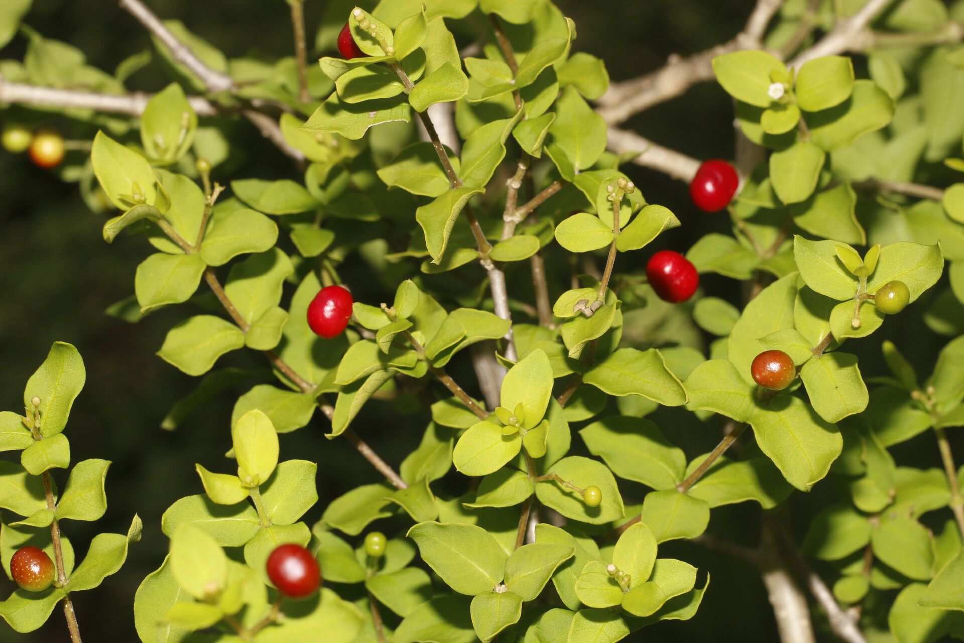 Rauvolfia ligustrina fruit