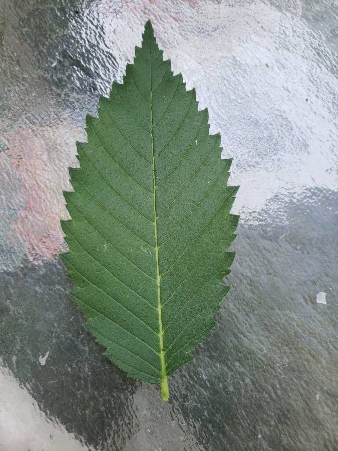 Ulmus rubra — search result for 'Ulmus'