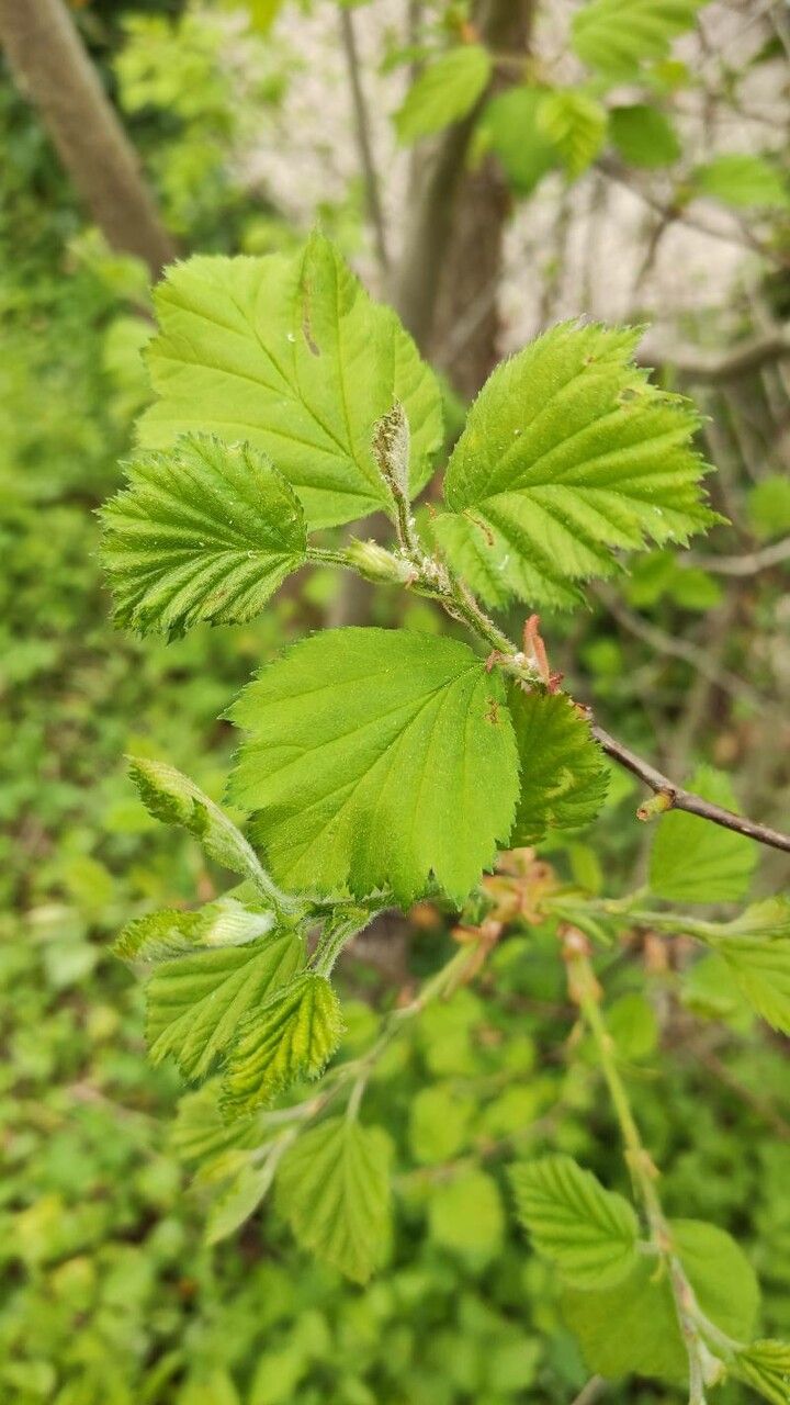 Crataegus coccinea leaf