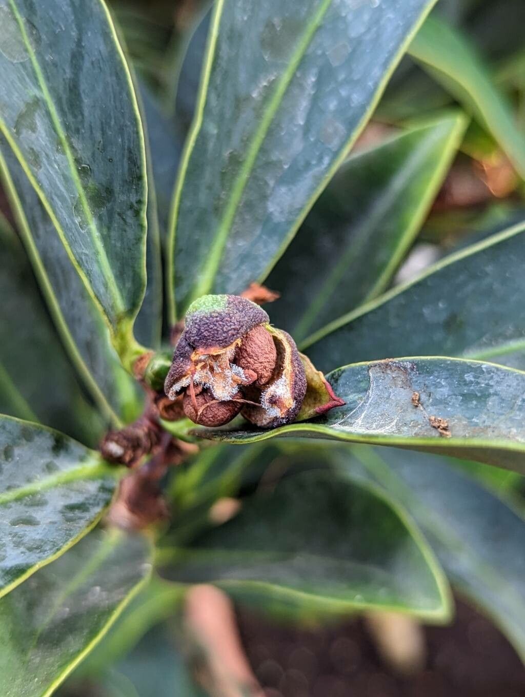 Camellia azalea fruit