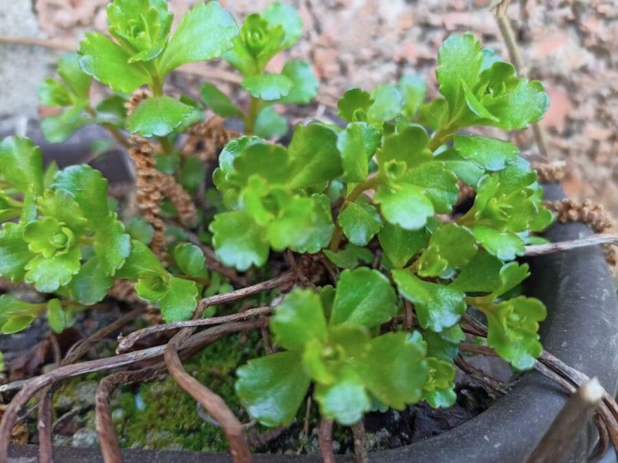 Phedimus hybridus bark