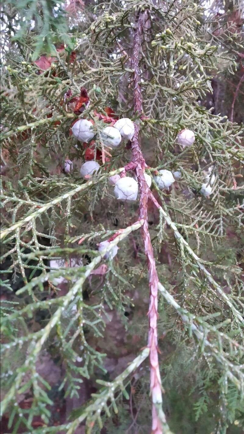 Cupressus dupreziana fruit