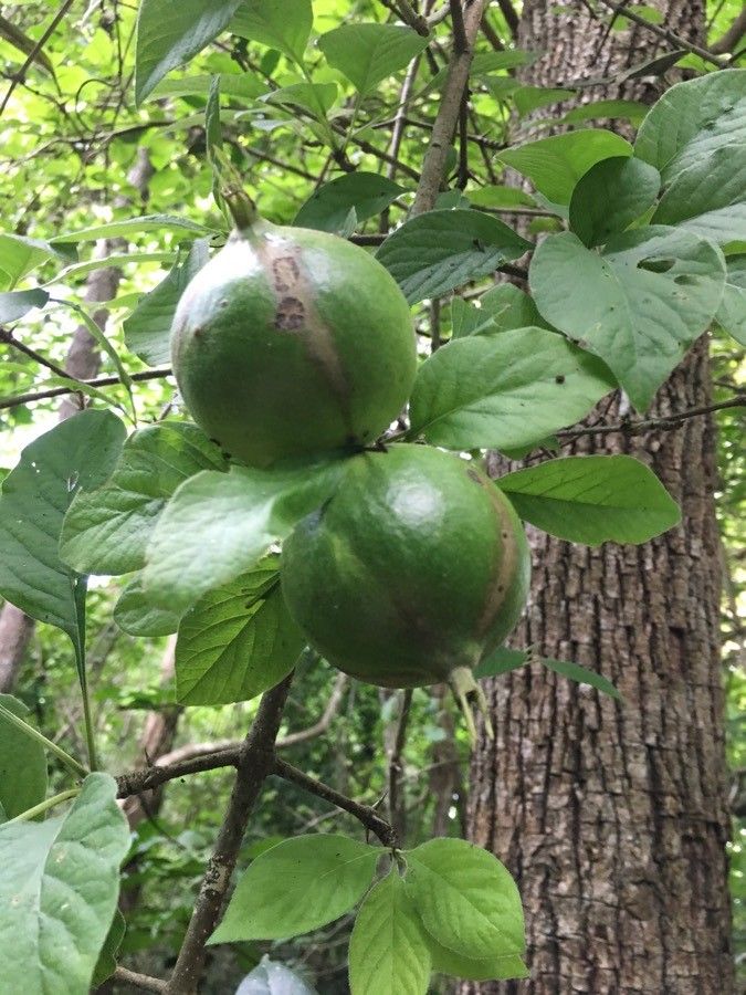 Randia monantha fruit