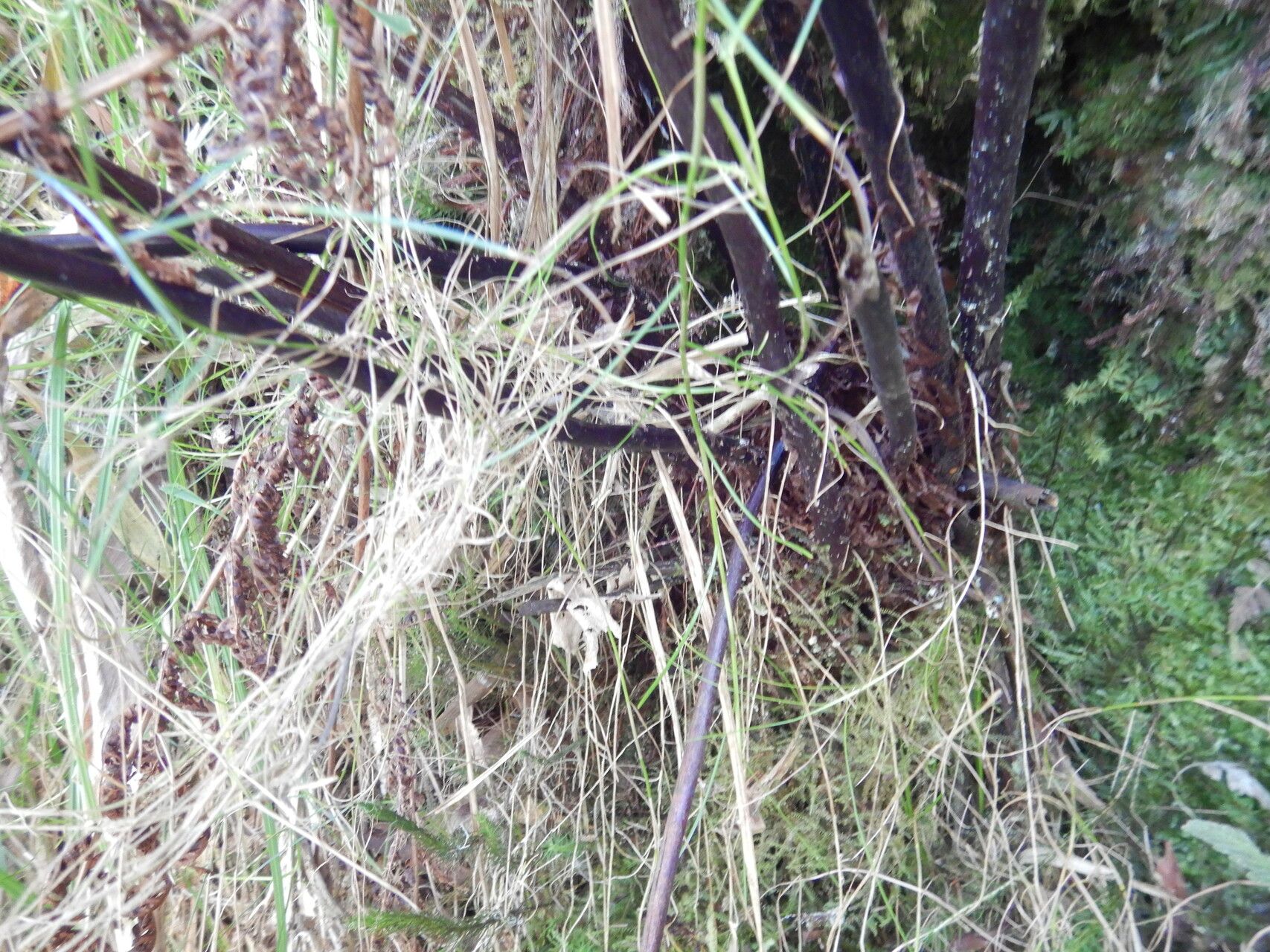 Dryopteris aquilinoides bark