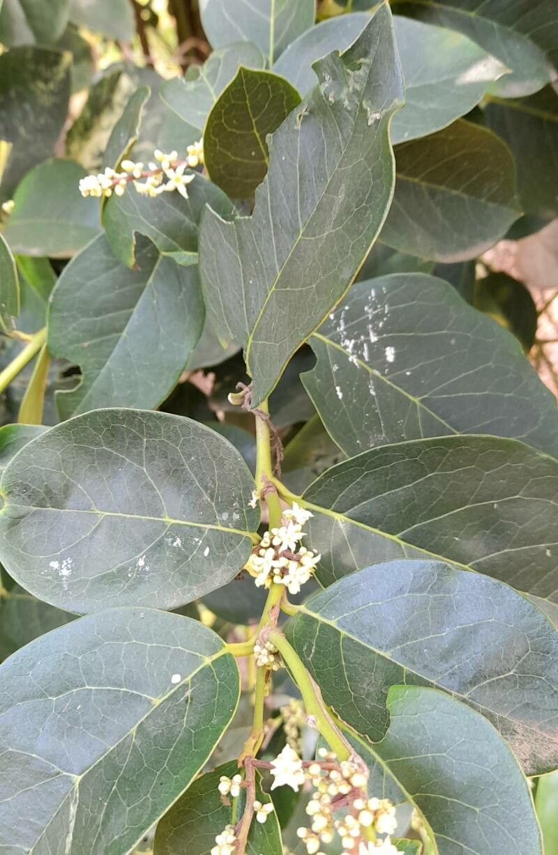 Citronella mucronata