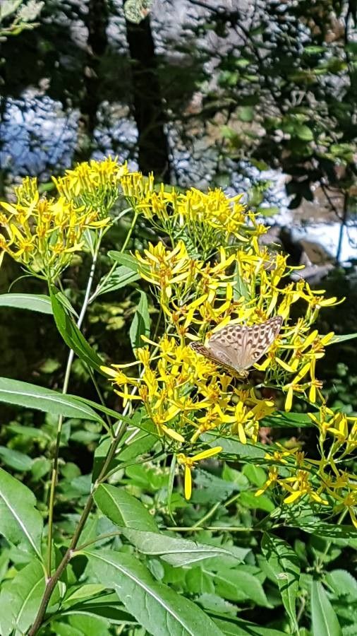 Jacobaea alpina x Senecio ovatus subsp. alpestris