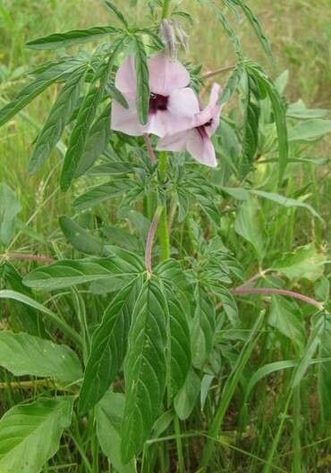 Sesamum rigidum habit