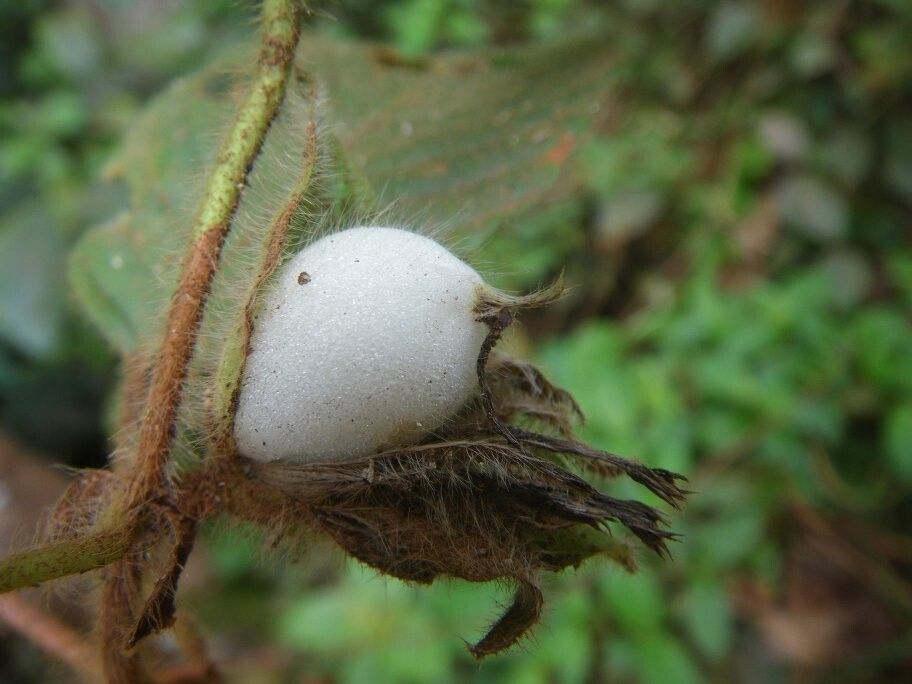 Sabicea urniformis — houseplant care guide