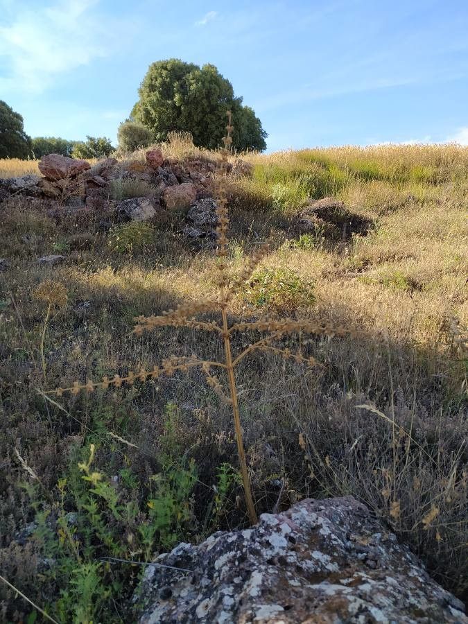 Salvia argentea fruit