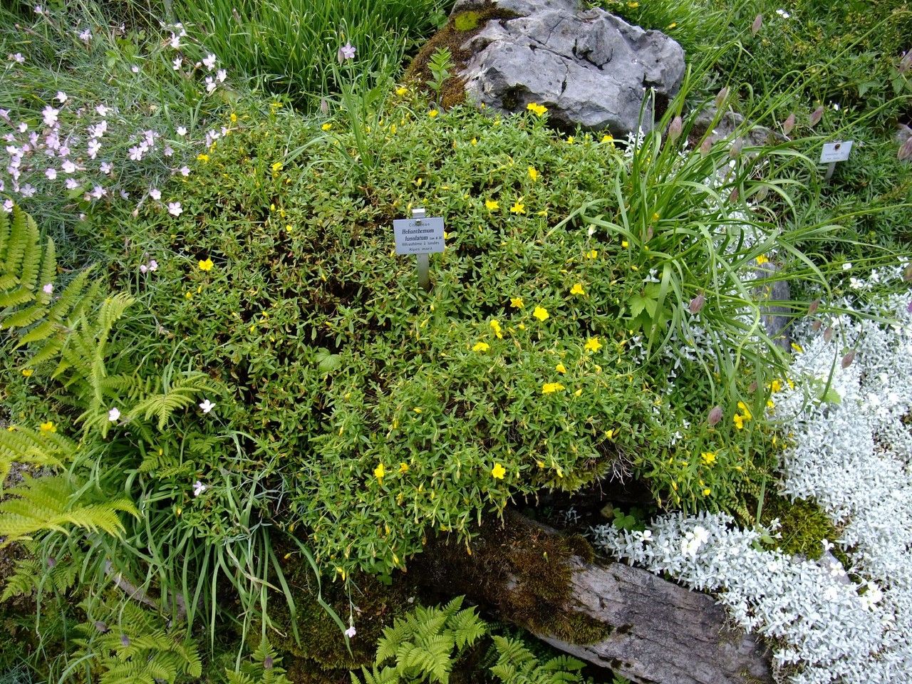 Helianthemum lunulatum habit