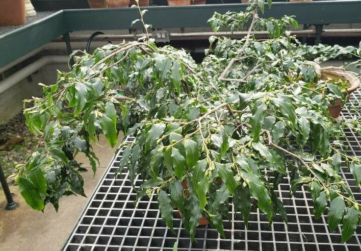 Camellia tsaii habit