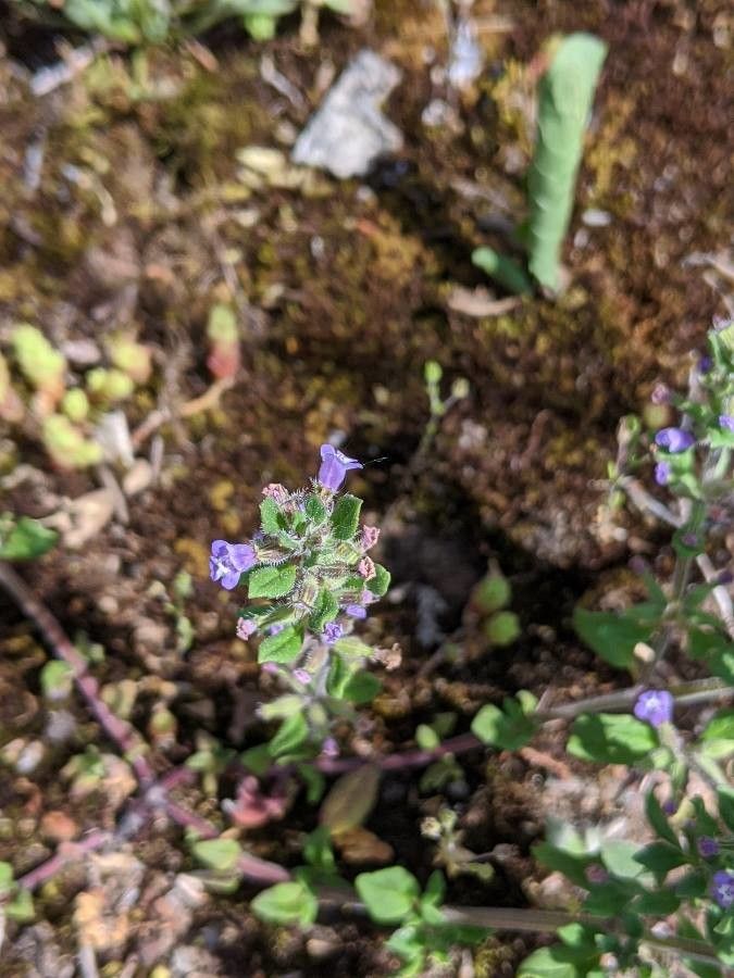 Scutellaria parvula flower