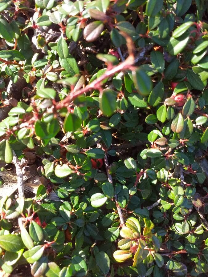 Cotoneaster procumbens — search result for 'Myanmar'