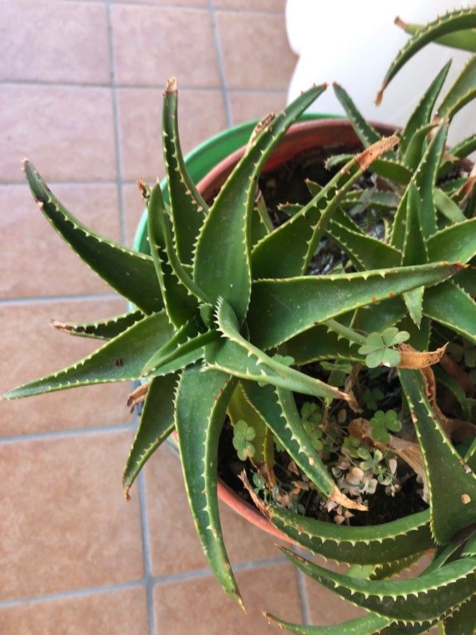 Aloe × delaetii — search result for 'Aloe'