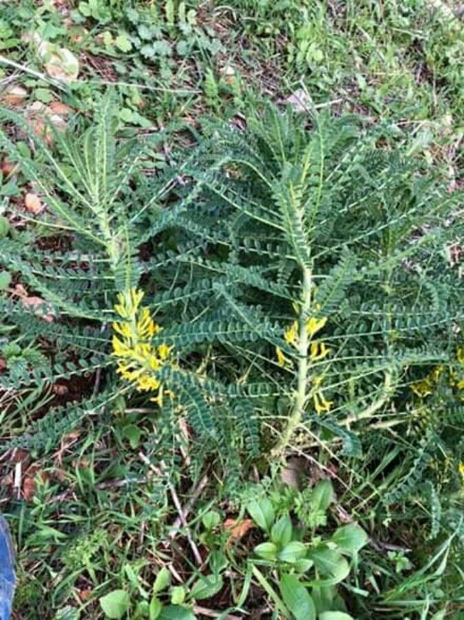 Astragalus exscapus — houseplant care guide