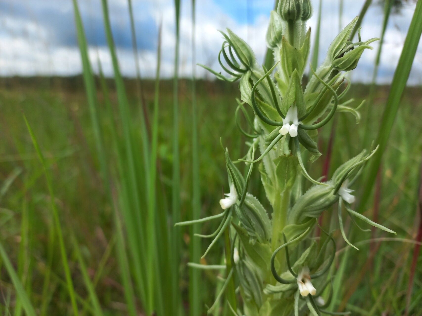 Habenaria lindblomii flower