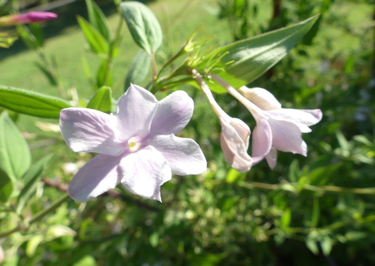 Jasminum beesianum flower